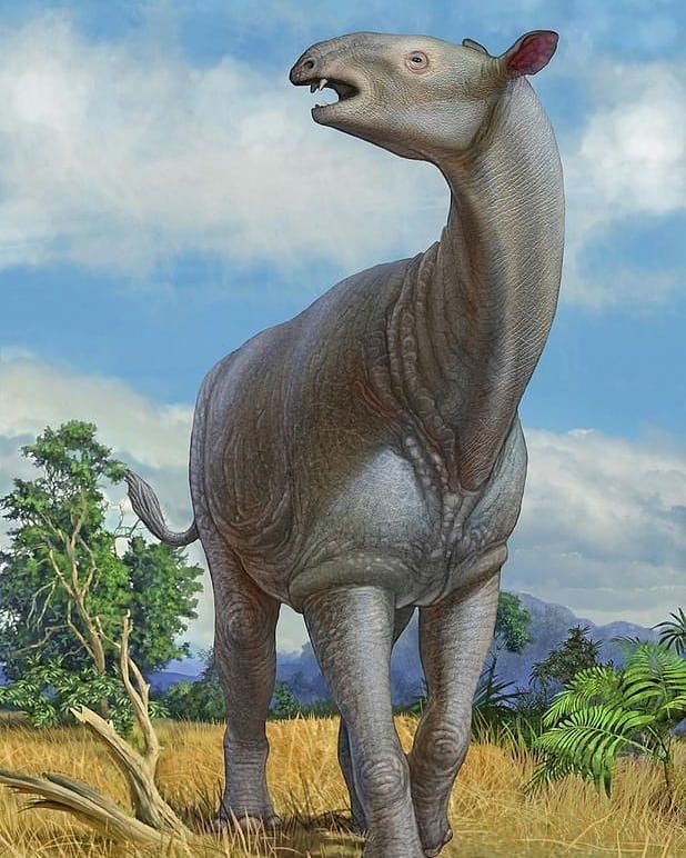 EXTINCT GIANT RHINOCEOROSES